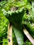 Cladonia fimbriata (Trompeten-Becherflechte) mit Mnium hornum (Schwanenhals-Sternmoos) und Dicranum scoparium (Besenförmiges Gabelzahnmoos)